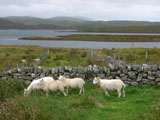 owce, wyspa Lewis