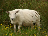 owca na wyspie Lewis